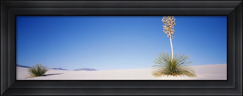 Framed Tall Plant in the White Sands, New Mexico Print