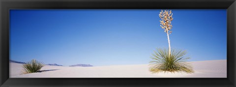 Framed Tall Plant in the White Sands, New Mexico Print