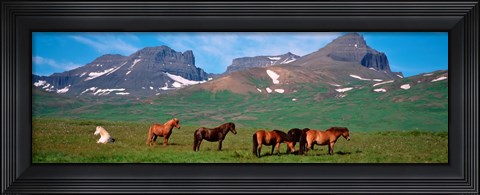 Framed Horses in Borgarfjordur, Iceland Print
