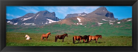 Framed Horses in Borgarfjordur, Iceland Print