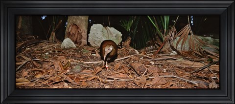Framed Lord Howe Woodhen Bird Standing Under The Tree, Lord Howe Island, Australia Print