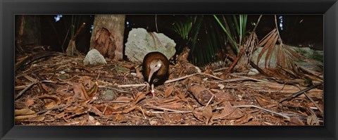 Framed Lord Howe Woodhen Bird Standing Under The Tree, Lord Howe Island, Australia Print