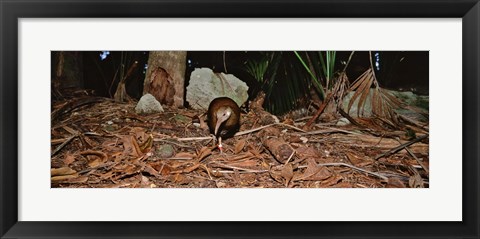 Framed Lord Howe Woodhen Bird Standing Under The Tree, Lord Howe Island, Australia Print