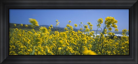 Framed Close-up of flowers, California, USA Print