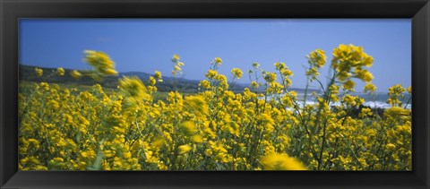 Framed Close-up of flowers, California, USA Print