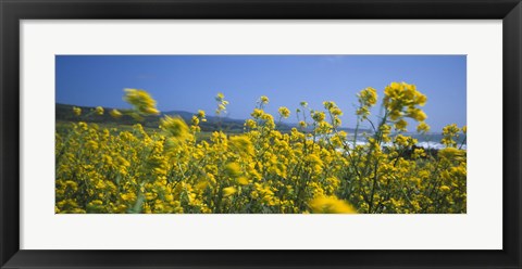 Framed Close-up of flowers, California, USA Print