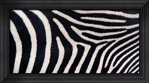 Framed Close-up of Greveys zebra stripes Print