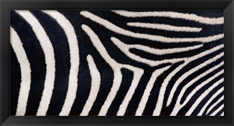 Framed Close-up of Greveys zebra stripes Print