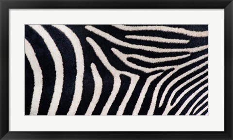 Framed Close-up of Greveys zebra stripes Print