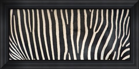 Framed Grevey&#39;s Zebra Stripes Print