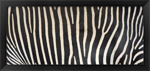 Framed Grevey&#39;s Zebra Stripes Print