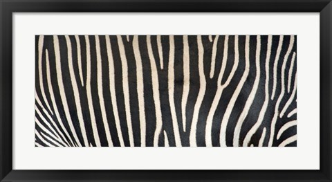 Framed Grevey&#39;s Zebra Stripes Print