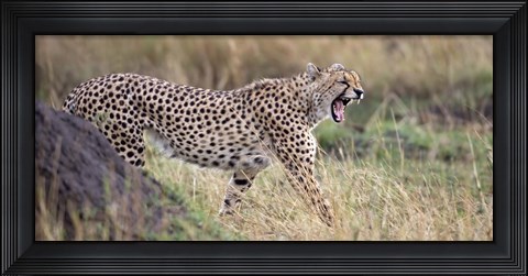 Framed Cheetah walking in a field Print