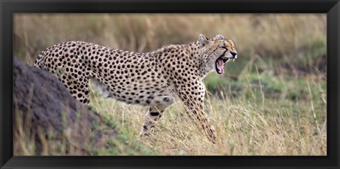 Framed Cheetah walking in a field Print
