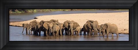Framed Herd of African elephants at a river Print
