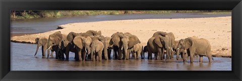 Framed Herd of African elephants at a river Print