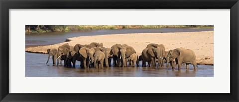 Framed Herd of African elephants at a river Print