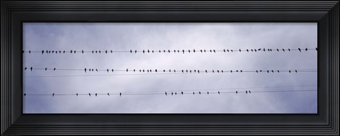 Framed California, Flock of birds sitting on power line Print