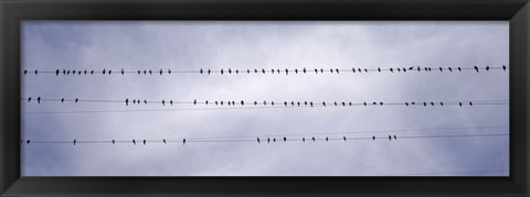 Framed California, Flock of birds sitting on power line Print