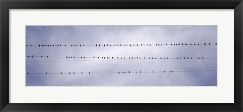 Framed California, Flock of birds sitting on power line Print