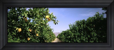 Framed Crop Of Lemon Orchard, California, USA Print