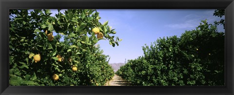 Framed Crop Of Lemon Orchard, California, USA Print