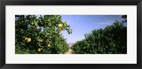 Framed Crop Of Lemon Orchard, California, USA Print