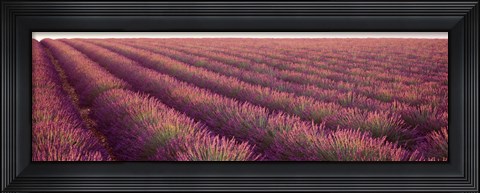 Framed Close-up of Lavender fields, Plateau de Valensole, France Print