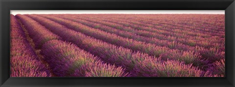 Framed Close-up of Lavender fields, Plateau de Valensole, France Print