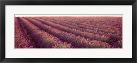 Framed Close-up of Lavender fields, Plateau de Valensole, France Print