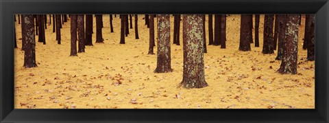 Framed Low Section View Of Pine And Oak Trees, Cape Cod, Massachusetts, USA Print