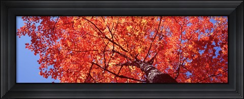 Framed Low Angle View Of A Maple Tree, Acadia National Park, Mount Desert Island, Maine, USA Print