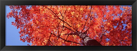 Framed Low Angle View Of A Maple Tree, Acadia National Park, Mount Desert Island, Maine, USA Print