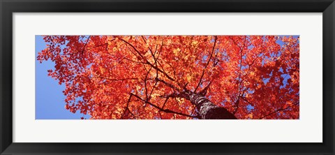 Framed Low Angle View Of A Maple Tree, Acadia National Park, Mount Desert Island, Maine, USA Print