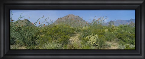 Framed Ocotillo Plants In A Park, Big Bend National Park, Texas, USA Print