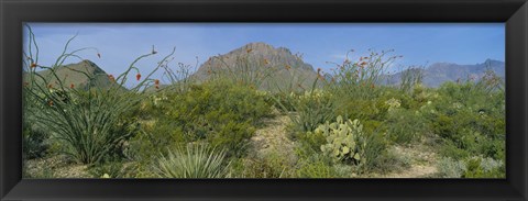 Framed Ocotillo Plants In A Park, Big Bend National Park, Texas, USA Print