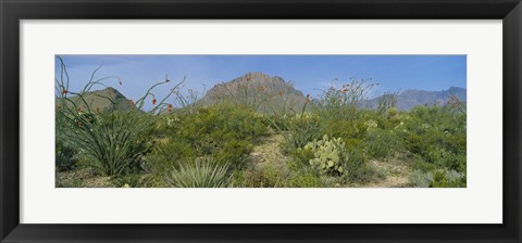 Framed Ocotillo Plants In A Park, Big Bend National Park, Texas, USA Print