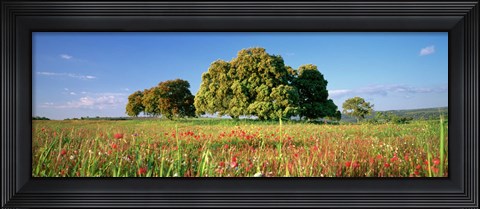Framed Flowers in a field, Andalusia, Spain Print