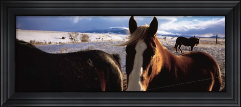 Framed Horses in a field, Montana, USA Print