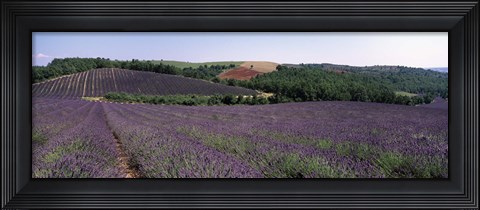 Framed Lavenders Growing In A Field, Provence, France Print
