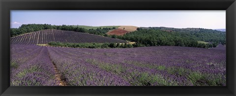 Framed Lavenders Growing In A Field, Provence, France Print