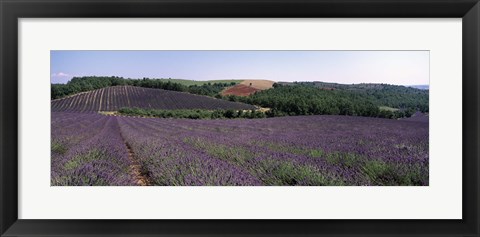 Framed Lavenders Growing In A Field, Provence, France Print