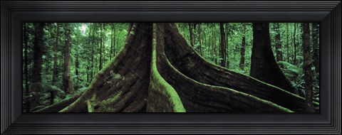 Framed Roots of a giant tree, Daintree National Park, Queensland, Australia Print