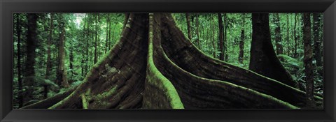 Framed Roots of a giant tree, Daintree National Park, Queensland, Australia Print