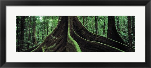 Framed Roots of a giant tree, Daintree National Park, Queensland, Australia Print