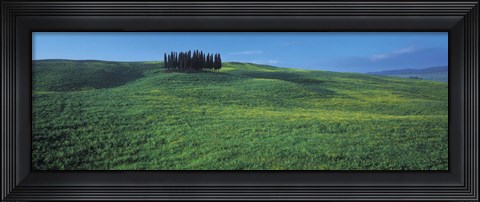 Framed Cypress Trees In A Field, Tuscany, Italy Print