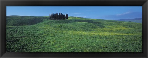 Framed Cypress Trees In A Field, Tuscany, Italy Print