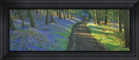 Framed Bluebell flowers along a dirt road in a forest, Gloucestershire, England Print