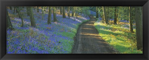 Framed Bluebell flowers along a dirt road in a forest, Gloucestershire, England Print