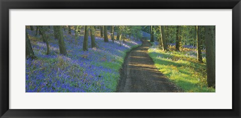 Framed Bluebell flowers along a dirt road in a forest, Gloucestershire, England Print